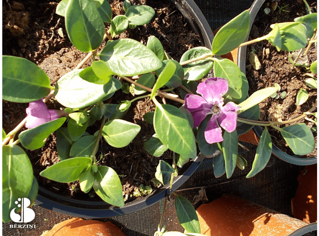 Vinca minor   'Verino'